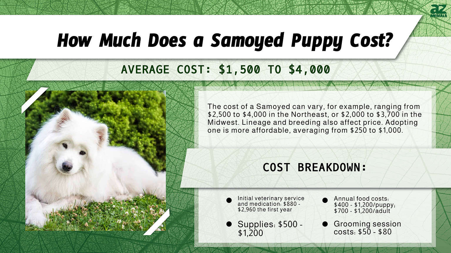 Samoyed Prices in 2024 Purchase Cost, Vet Bills, Grooming, and More! AZ Animals