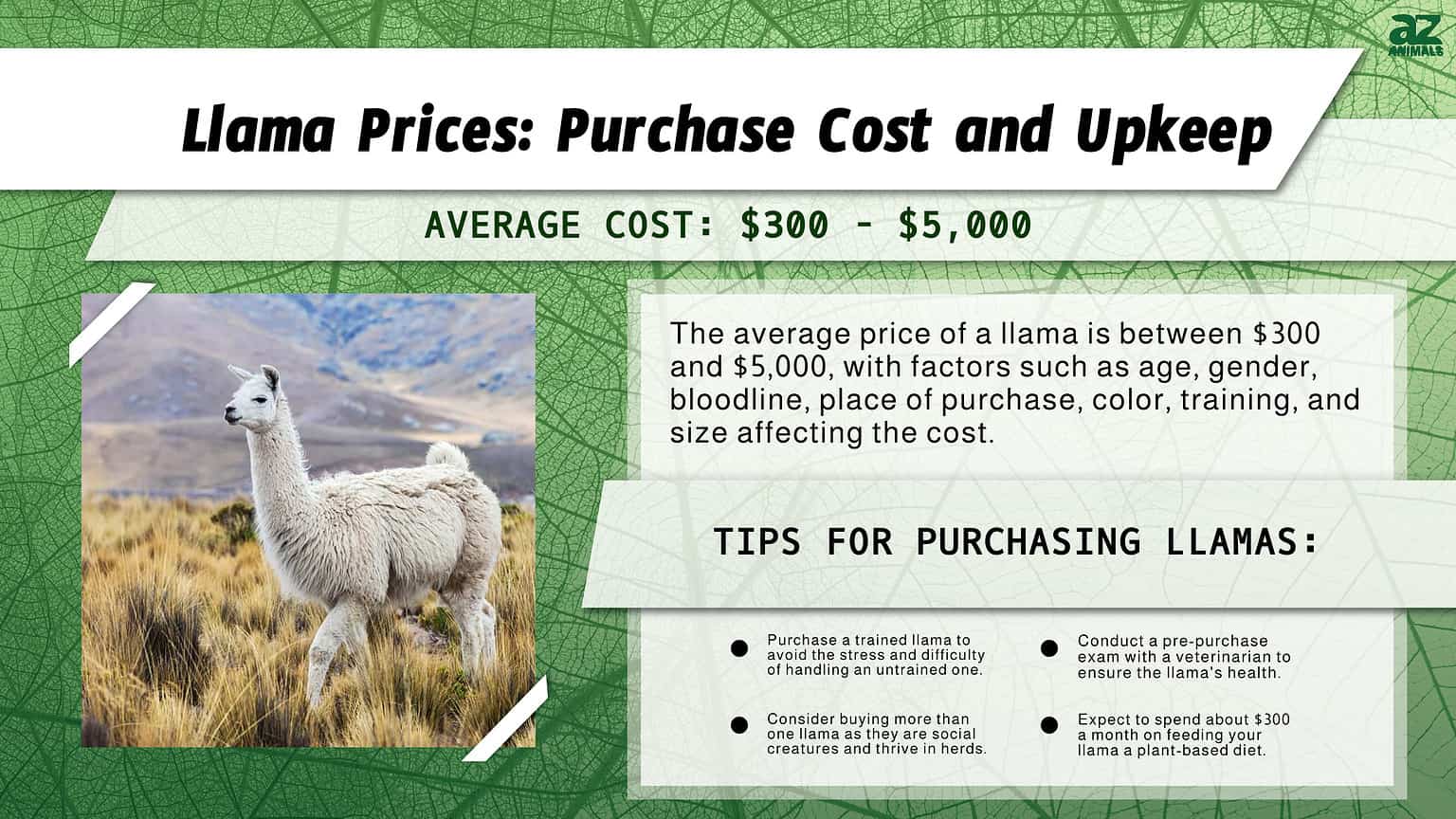 Llama Prices 2024 Purchase Cost, Supplies, Food, and More! AZ Animals