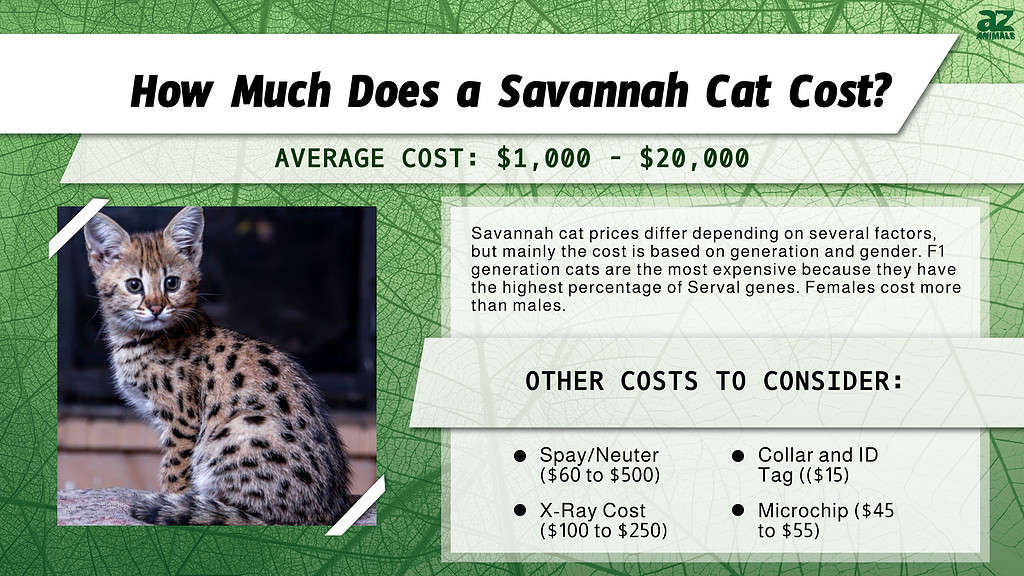 How Much Does a Savannah Cat Cost?