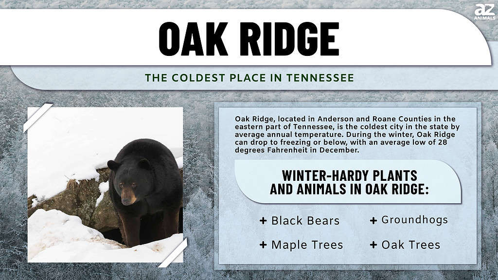 Oak Ridge, the Coldest Place in Tennessee