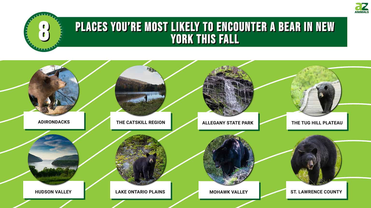 8 Places You're Most Likely to Encounter a Bear in New York This Fall ...