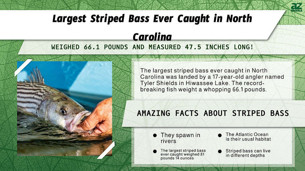 Largest Striped Bass Ever Caught in North Carolina