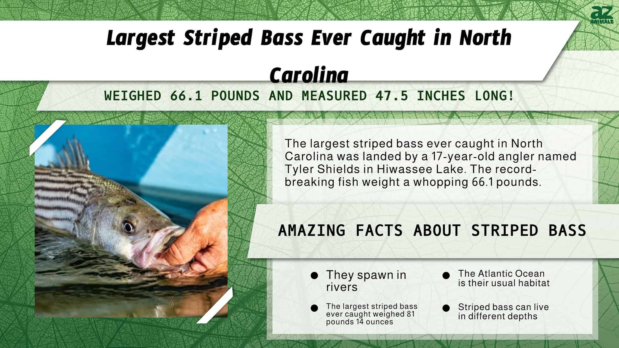 The Largest Striped Bass Ever Caught in North Carolina Was as Big as a ...