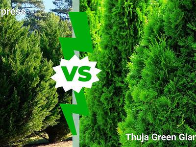 A Leyland Cypress vs. Thuja Green Giant