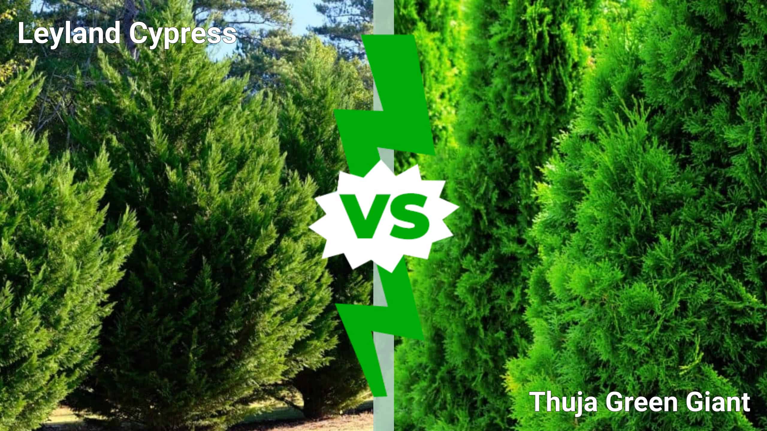 Leyland Cypress vs. Thuja Green Giant