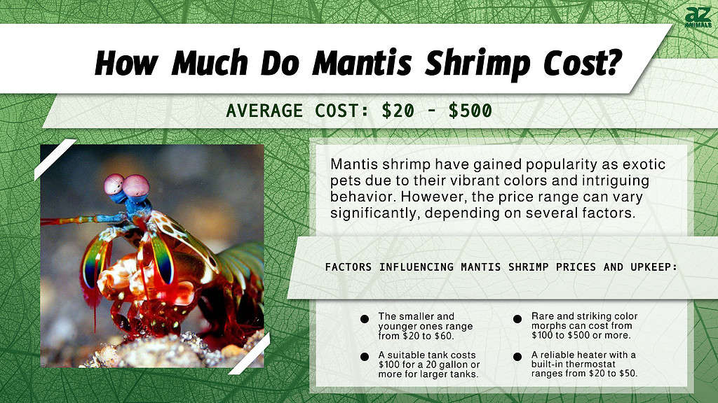 How Much Do Mantis Shrimp Cost?