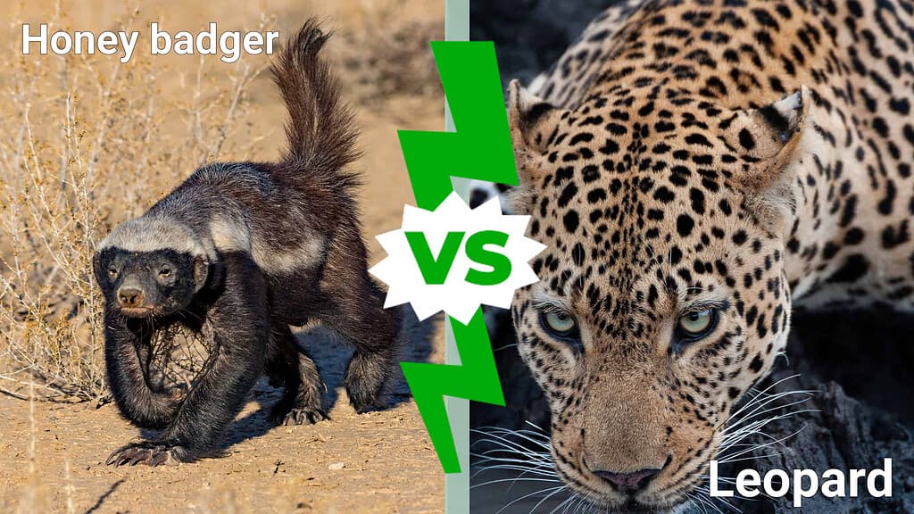honey badger vs. leopard