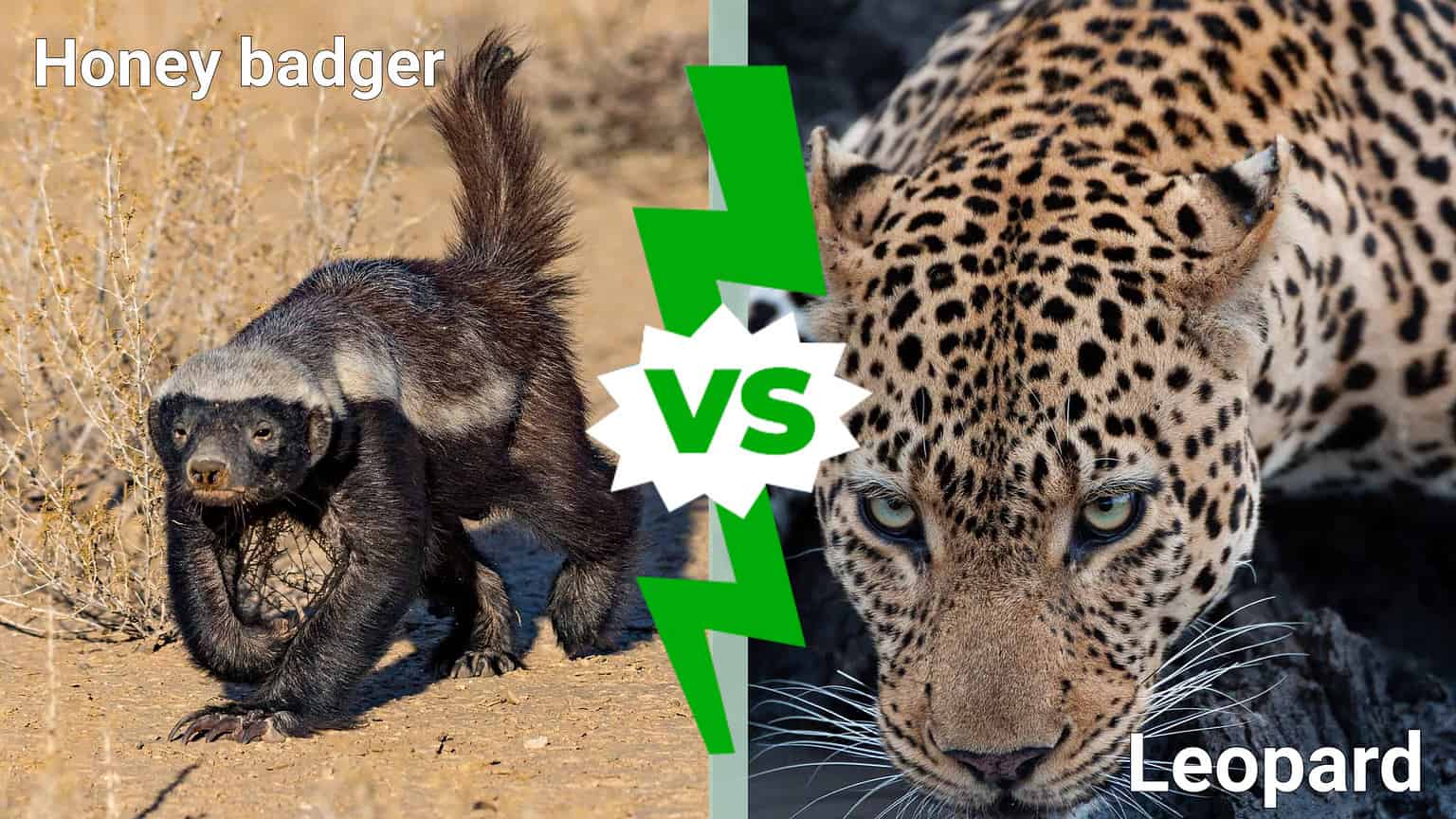 Honey Badger vs. Leopard Who Will Win in a Fight? AZ Animals