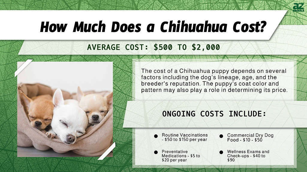 How Much Does a Chihuahua Cost?