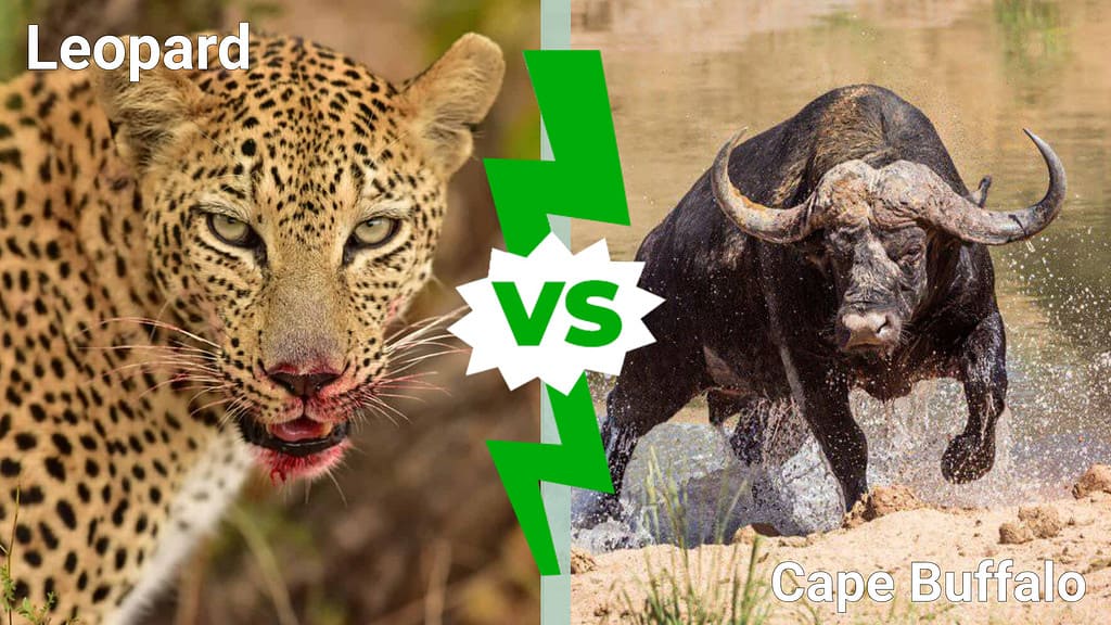 leopard vs. cape buffalo