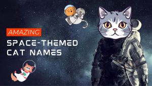 266 Amazing and Clever Space-Themed Cat Names Picture