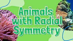 7 Examples of Animals with Radial Symmetry (and Why They Have It) Picture