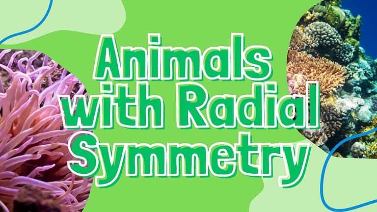 Animals with Radial Symmetry