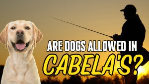 Are Dogs Allowed In Cabela’s? 3 Important Rules to Know Picture