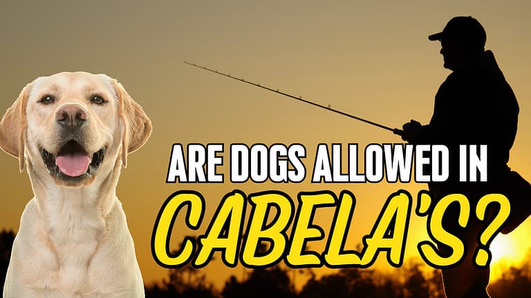 Are dogs allowed