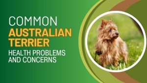 7 Common Australian Terrier Health Problems & Concerns Picture