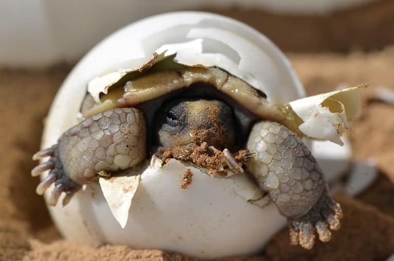 Baby desert tortoise