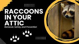 7 Signs Raccoons are in the Attic: Removal, Safety, and Prevention Picture