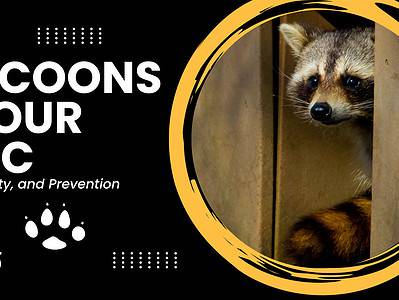 A 7 Signs Raccoons are in the Attic: Removal, Safety, and Prevention