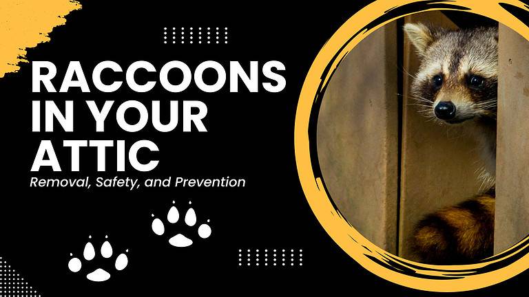 Raccoon Attic