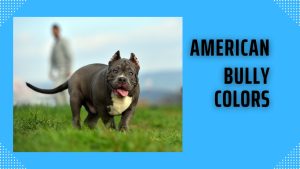 American Bully Colors Picture