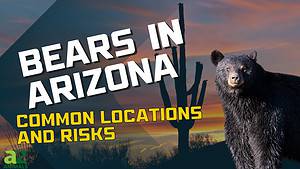 5 Places You’re Most Likely to Encounter a Bear in Arizona This Winter Picture