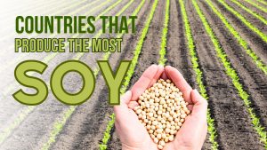 These 10 Countries Produce the Most Soy Picture