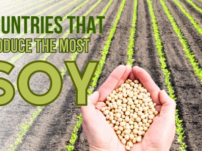 A These 10 Countries Produce the Most Soy