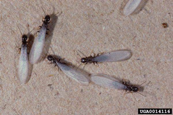 Termites in Illinois: Types, Risks, and How to Prevent Them - A-Z Animals