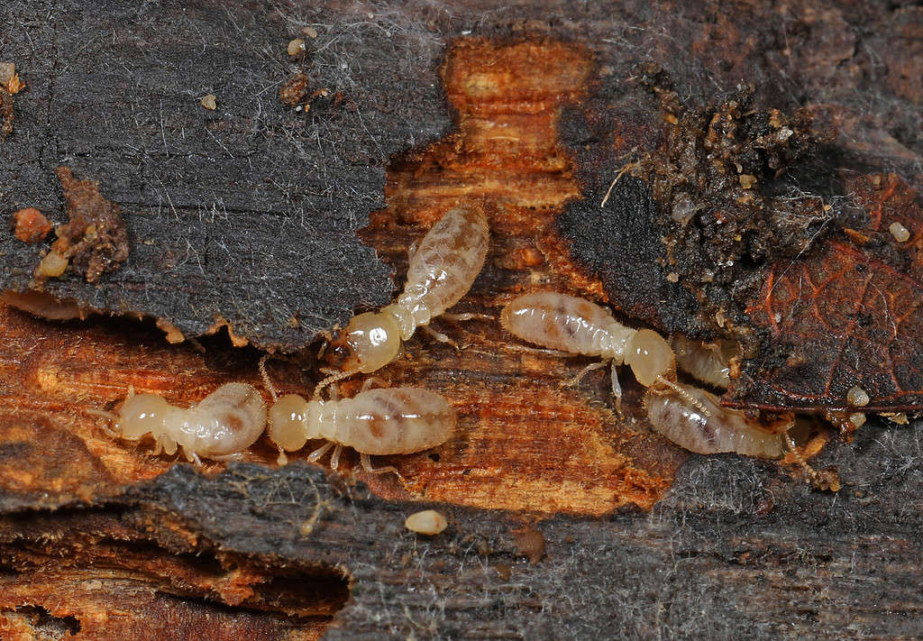 Eastern subterranean termites are found in the south and costal U.S.