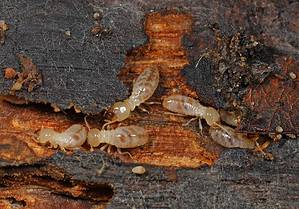 Termites in Illinois: Types, Risks, and How to Prevent Them Picture