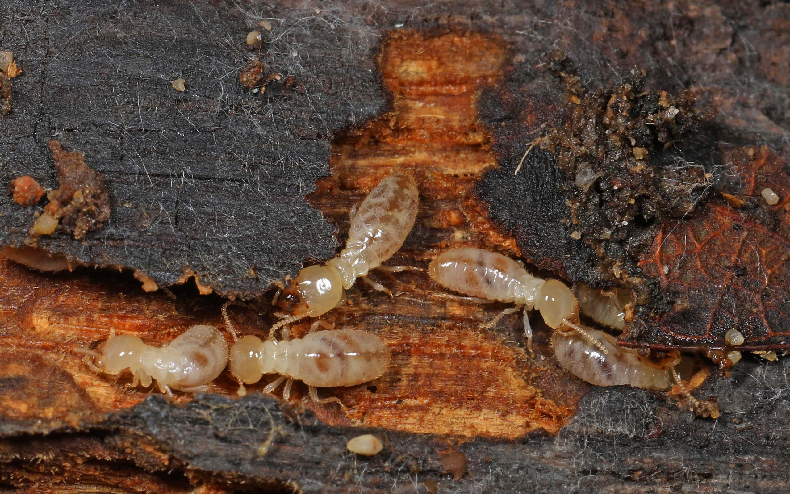 Eastern subterranean termites are found in the south and costal U.S.