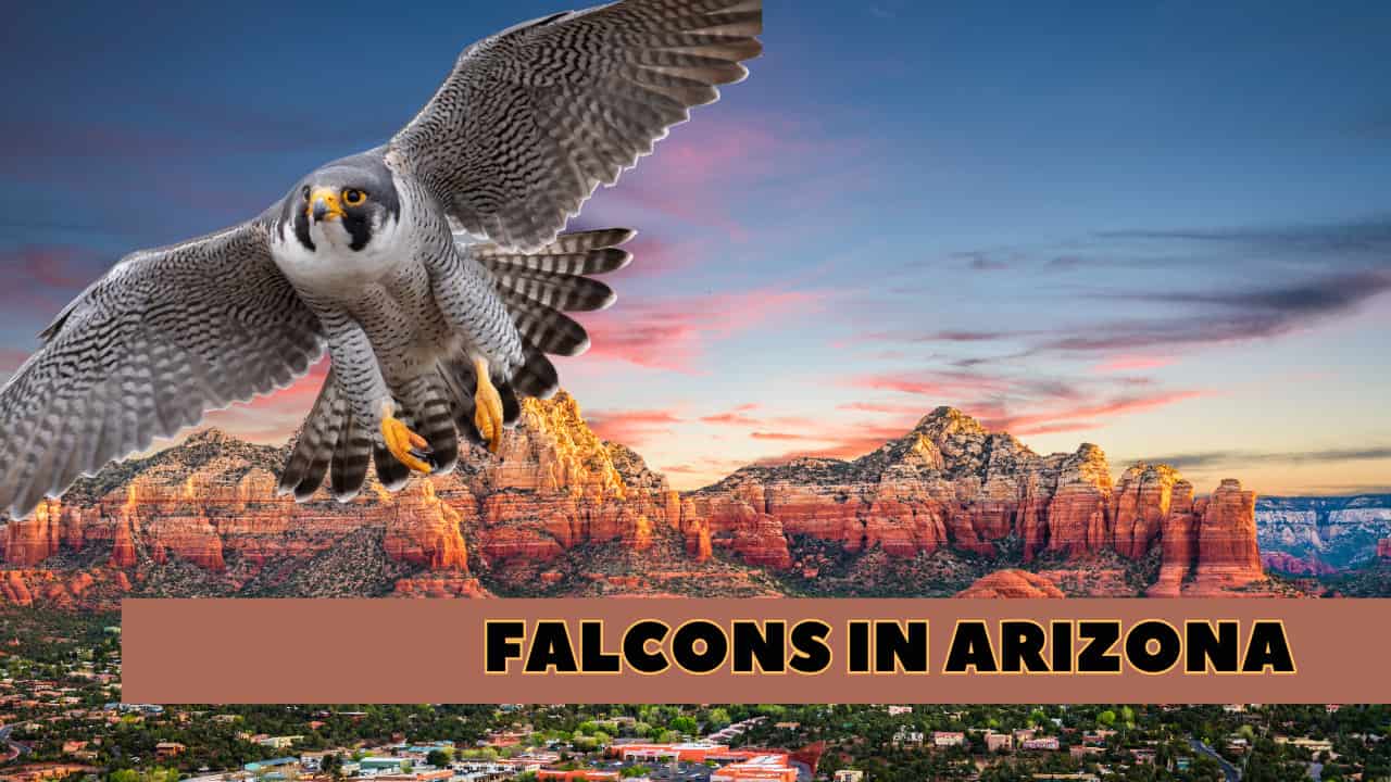 # Falcons in Arizona: How to Identify Them and Where They Live