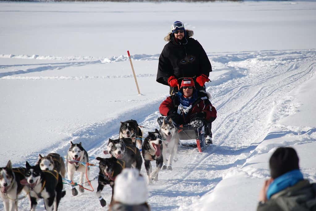 Sled dog team running in Norway in an annual race.