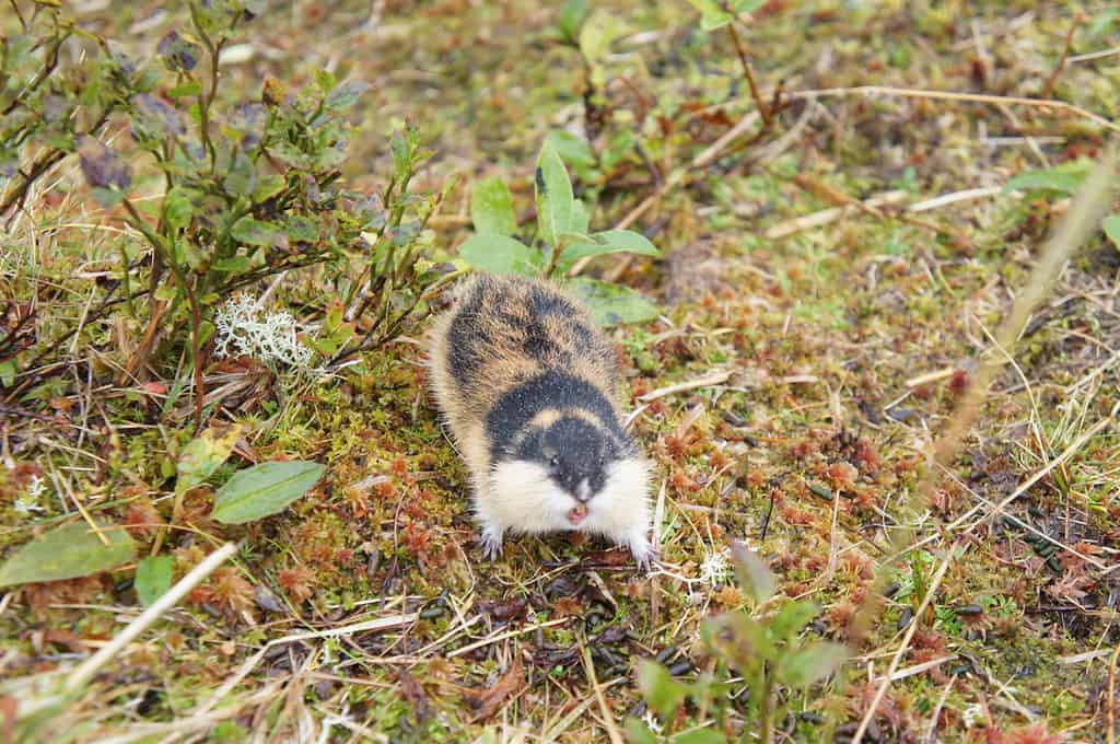10 Incredible Lemming Facts - A-Z Animals
