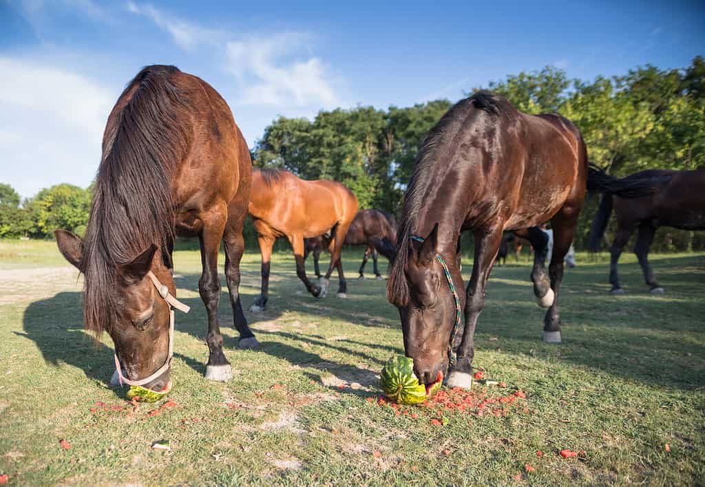 Horses eating watermelons