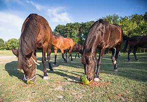 Food For Horses: What They Eat, What To Avoid, and Vet-Approved Treats to Try Picture