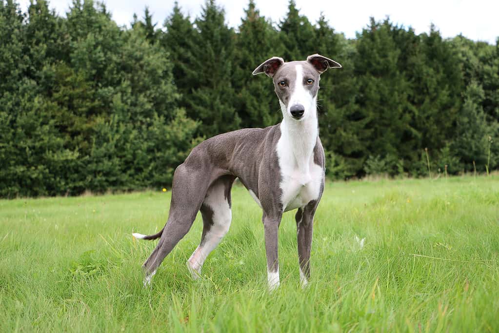 whippet portrait in the park