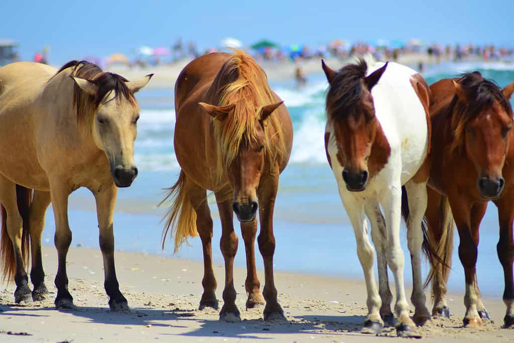Wild horses on the beach (Assateague Island)