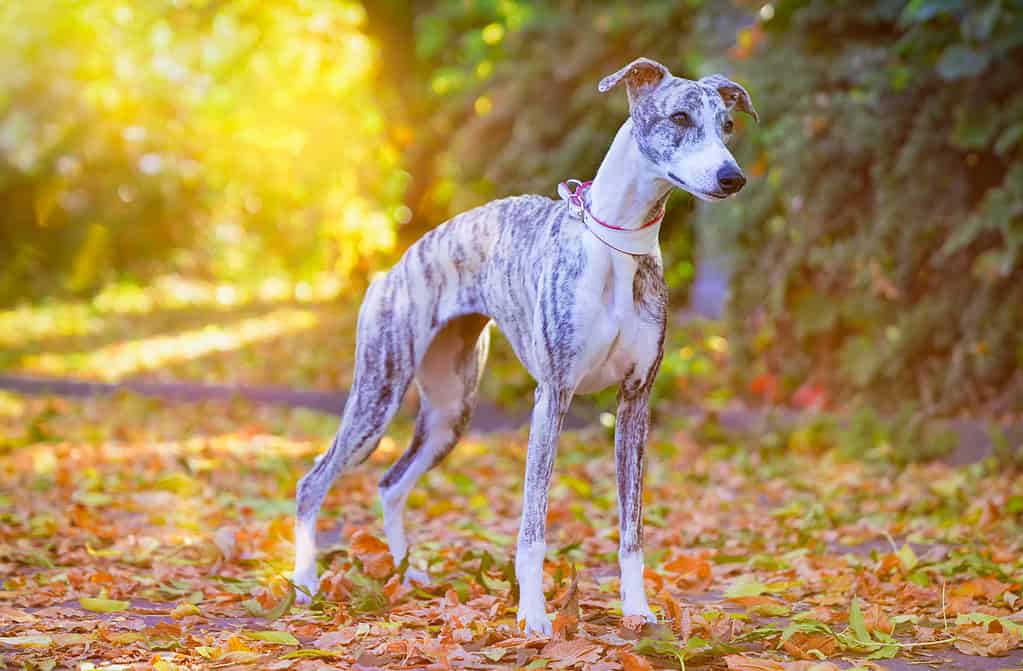 Portrait of a Whippet at sunset
