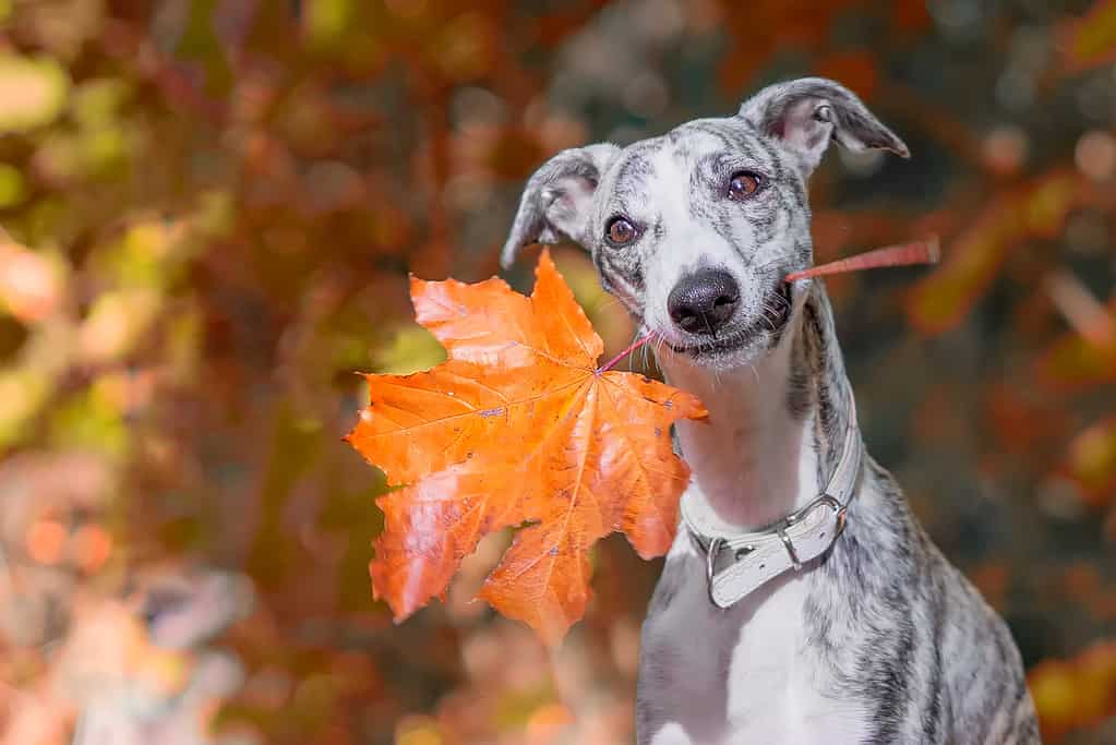 smiling Whippet sits in the forest with an orange maple leaf in his mouth and looks at the camera