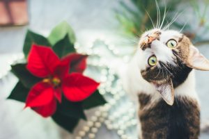 The 12 Most Effective Ways to Keep Your Dogs and Cats Out of Your Poinsettias Picture