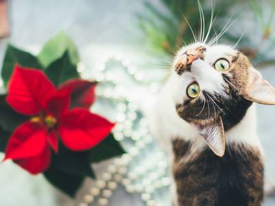 A The 12 Most Effective Ways to Keep Your Dogs and Cats Out of Your Poinsettias
