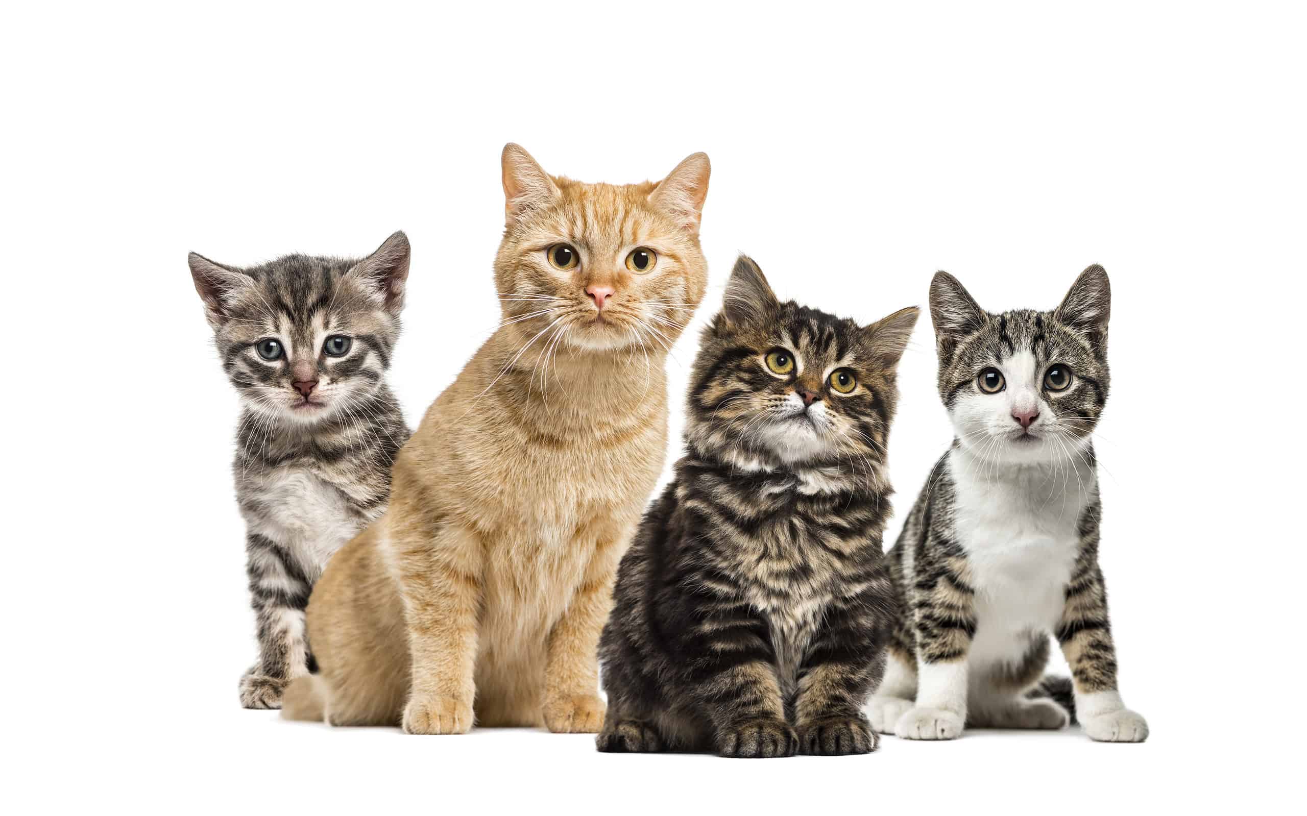 American Polydactyl kitten, European cat, kitten domestic cat, Striped mixed-breed kitten, in front of white background