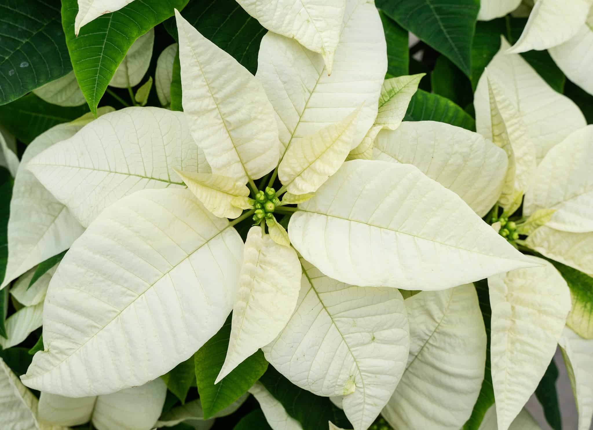 9 Fun and Interesting Facts About Poinsettias - A-Z Animals