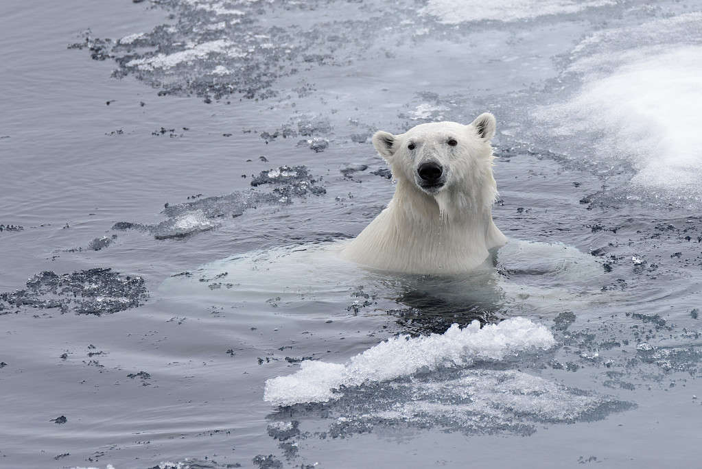 Polar bear (Ursus maritimus) swimming in Arctic sea close up