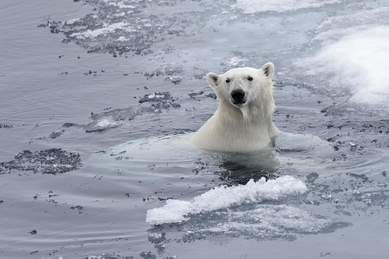 Discover How Fast Polar Bears Can Swim: Top Speeds and Interesting ...