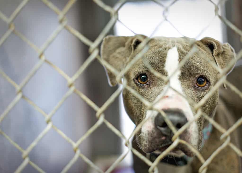 Homeless Pit Bull Dog in Cage at Shelter