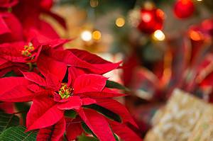 Poinsettia Colors: From Rarest to Most Common Picture