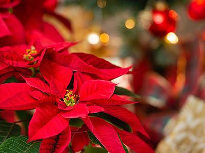 A Poinsettia Colors: From Rarest to Most Common